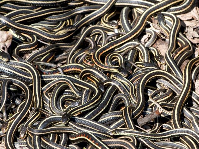 all snakes but no ladders ...